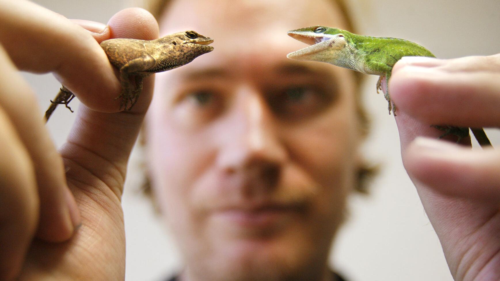 Lizards in New Orleans have highest blood-lead levels ever recorded, study finds